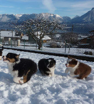 Cours chiots